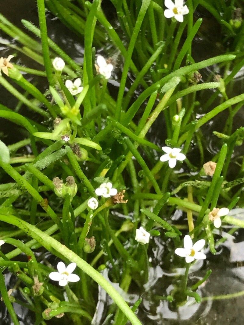 Limosella australis flower