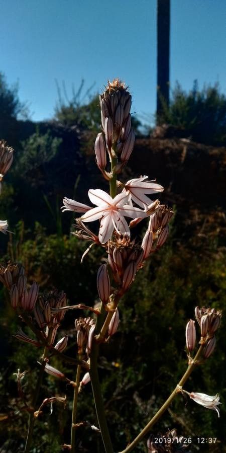 Asphodelus albus flower