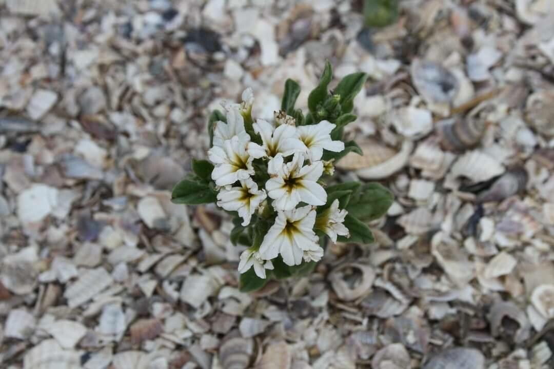 Tournefortia sibirica flower