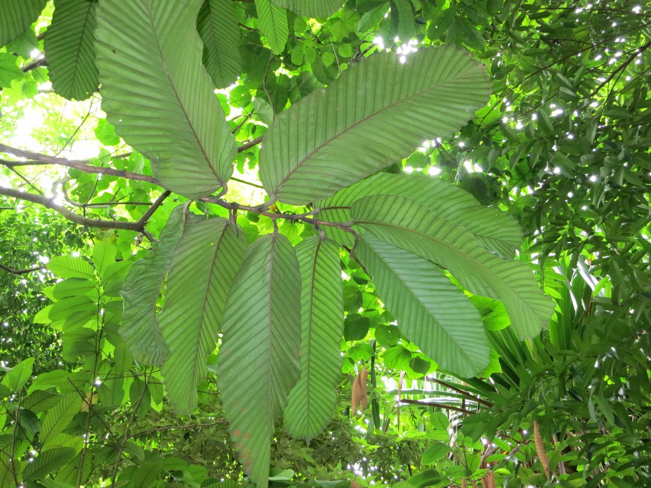 Dipterocarpus cornutus leaf