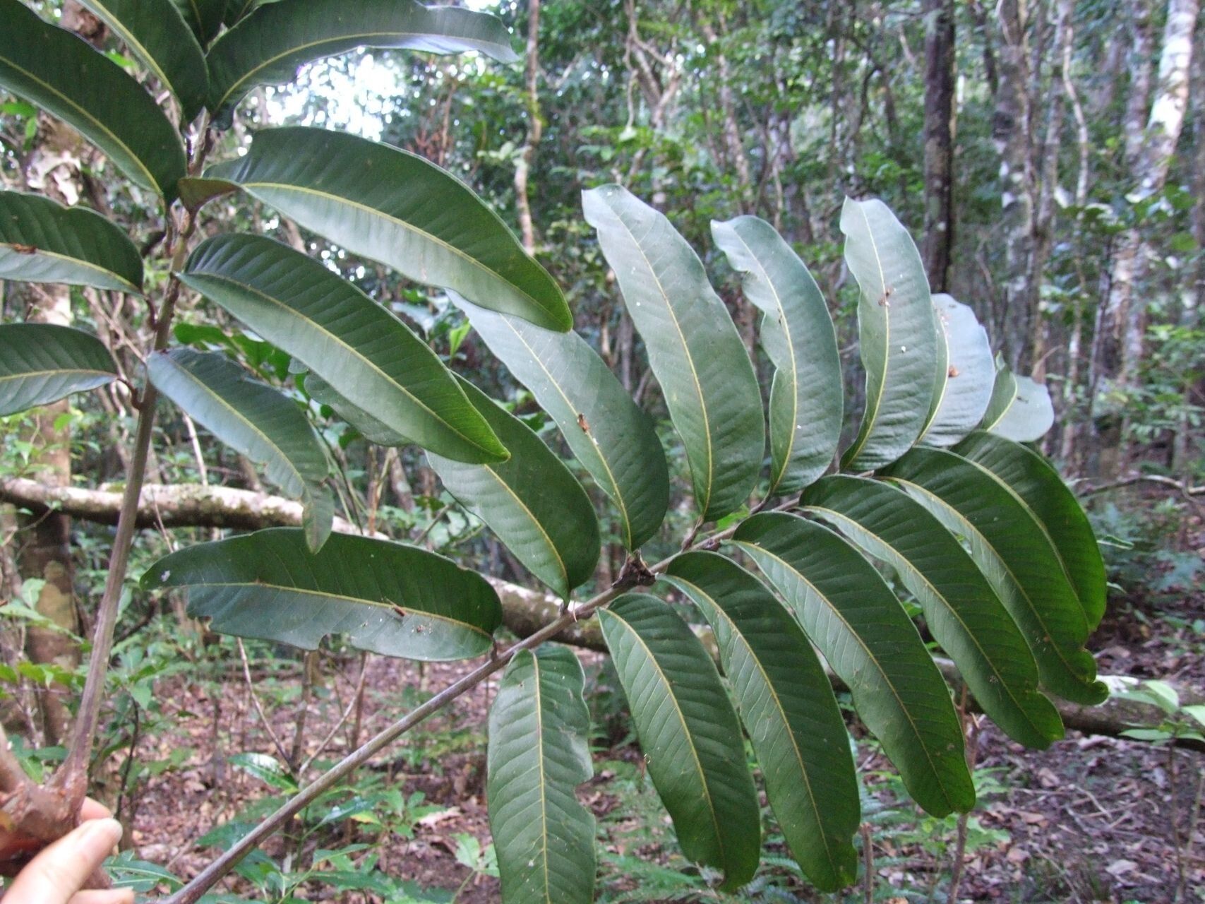 Podonephelium pachycaule leaf