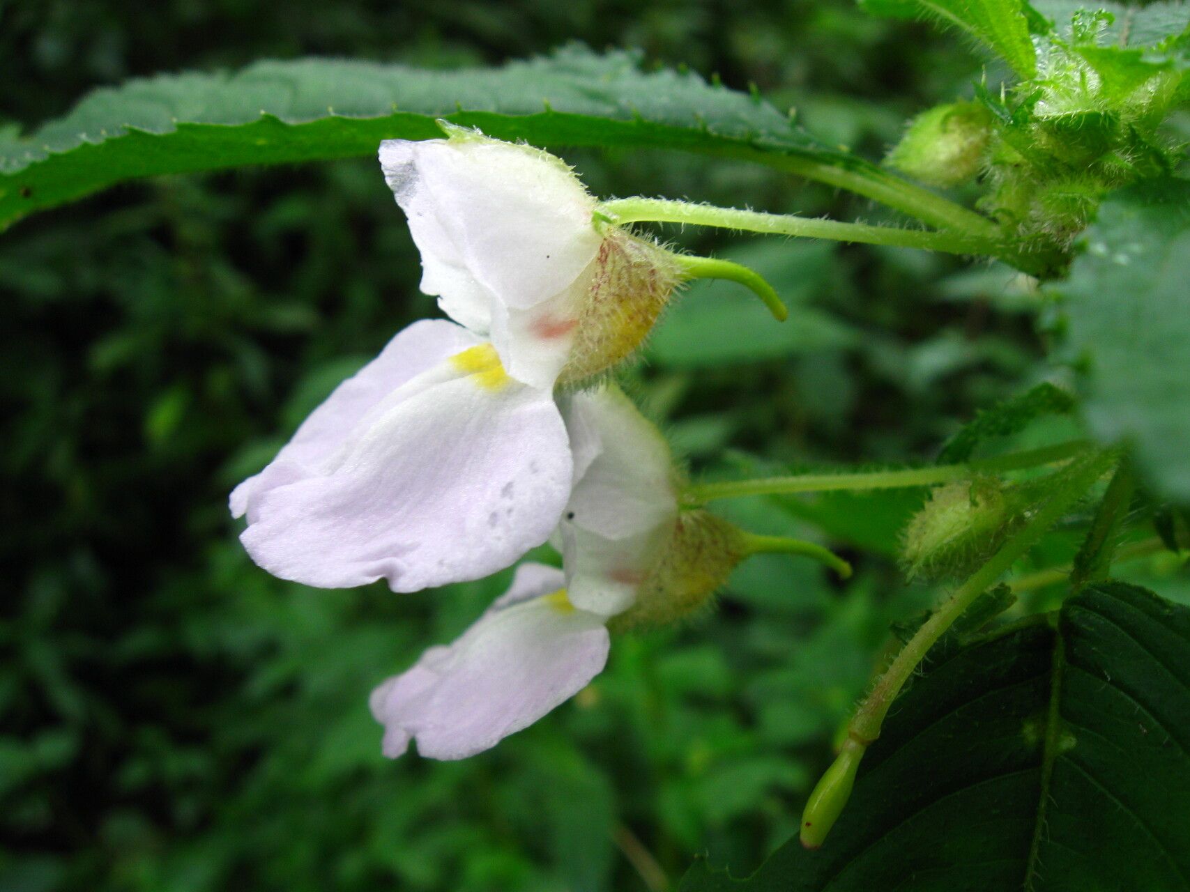 Impatiens burtonii — houseplant care guide