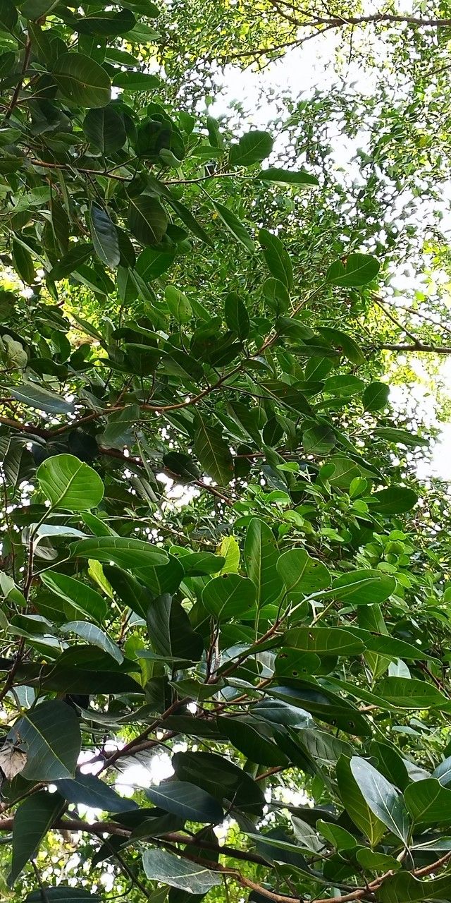 Afzelia xylocarpa leaf