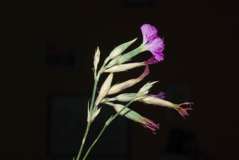 Dianthus graniticus fruit