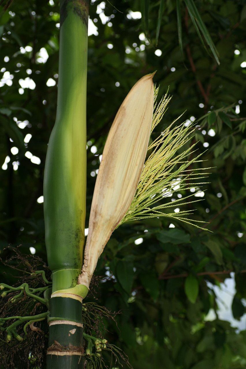 Areca catechu flower