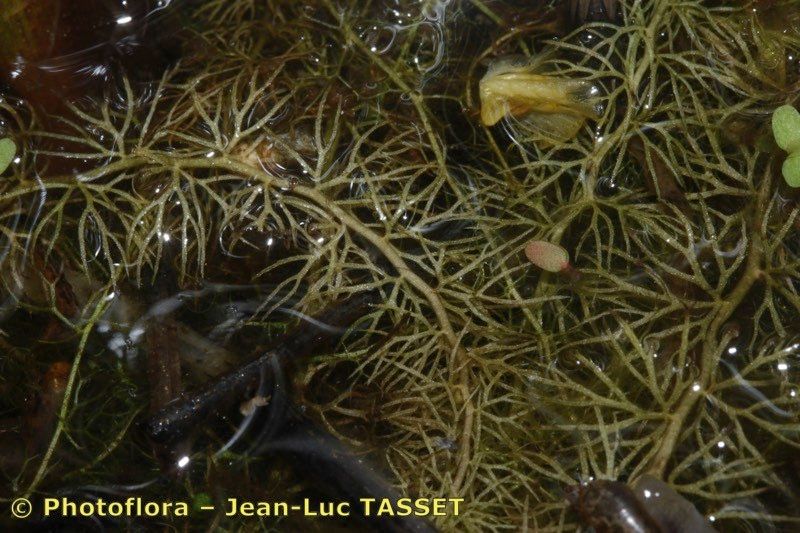 Utricularia stygia habit