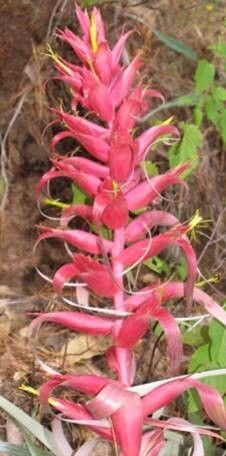 Tillandsia ventanaensis — houseplant care guide