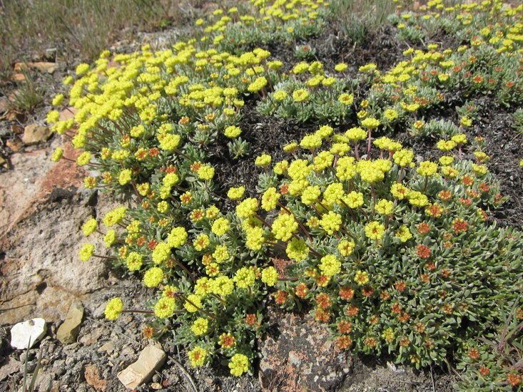 Eriogonum caespitosum habit