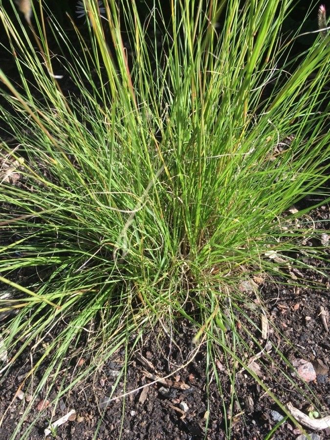 Bouteloua aristidoides