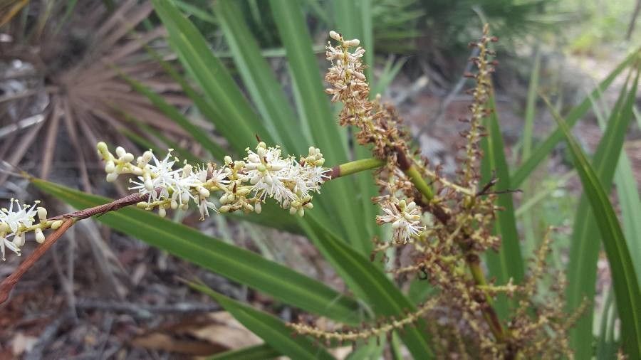 Sabal minor flower