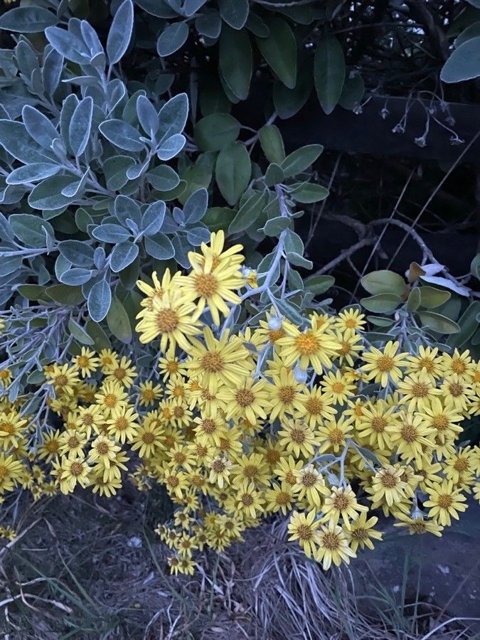 Senecio greyii flower