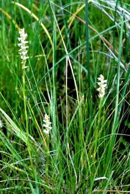 Spiranthes delitescens — related species from the same genus