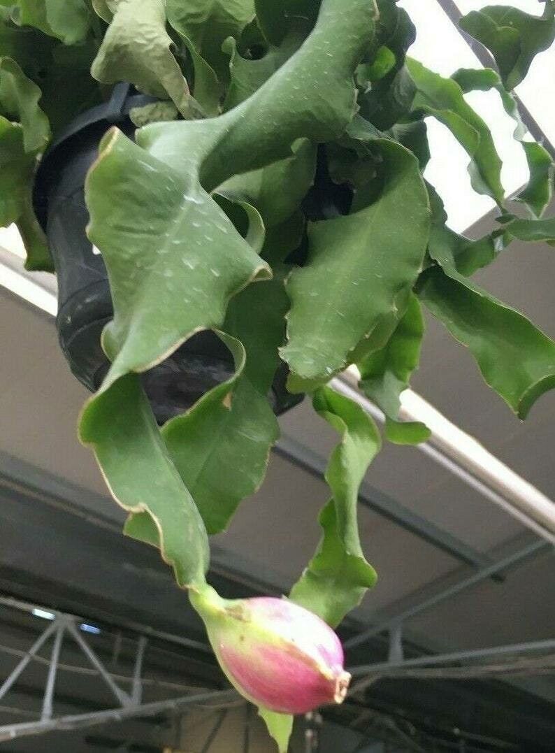 Epiphyllum hookeri leaf