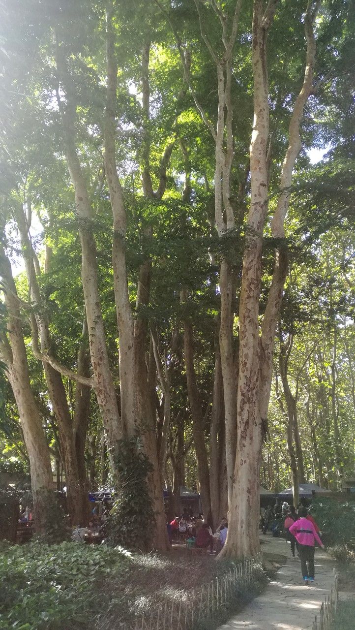 Xeroderris stuhlmannii habit