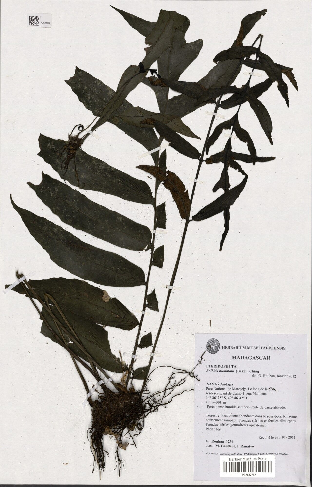 Bolbitis humblotii — houseplant care guide