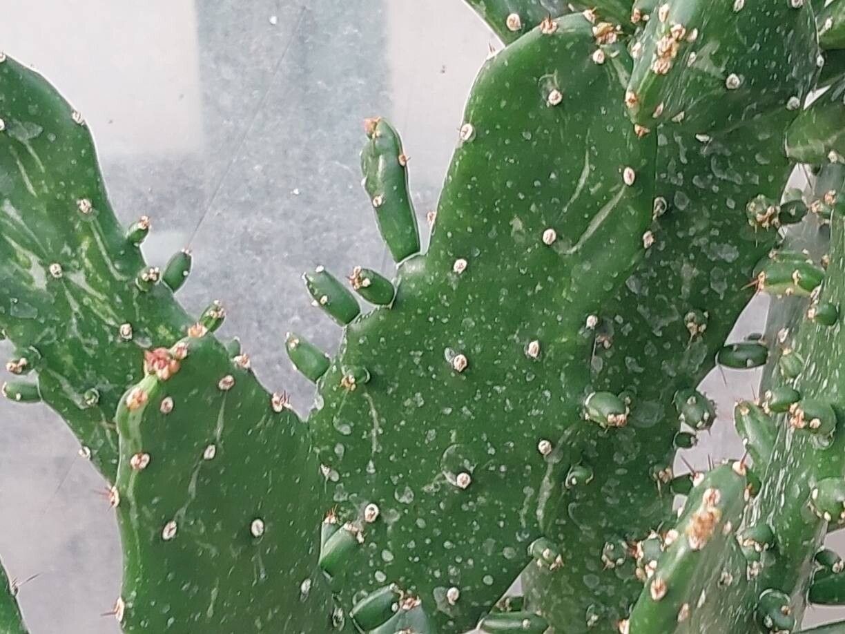 Opuntia monacanthos — houseplant care guide