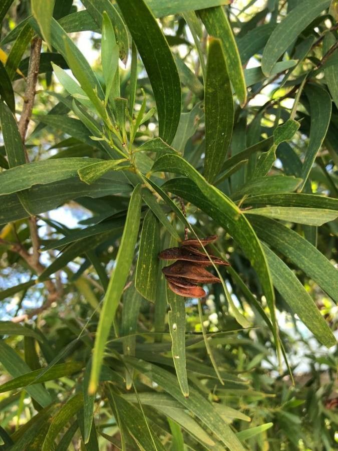 Acacia spirorbis fruit