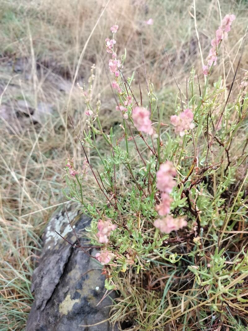 Rumex hastatus — houseplant care guide