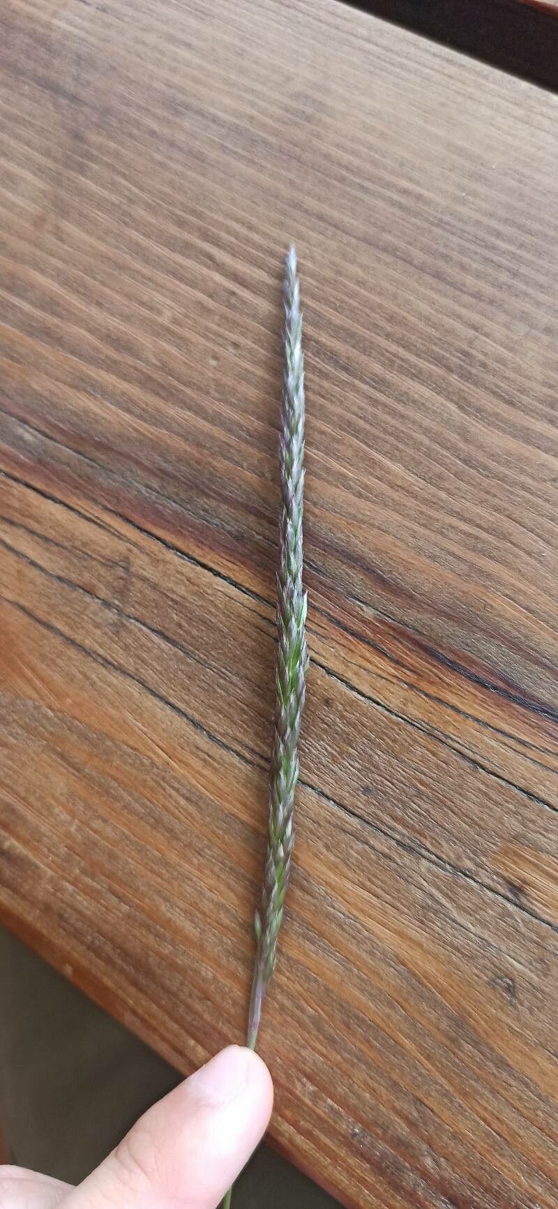 Koeleria eriostachya — search result for 'Koeleria'