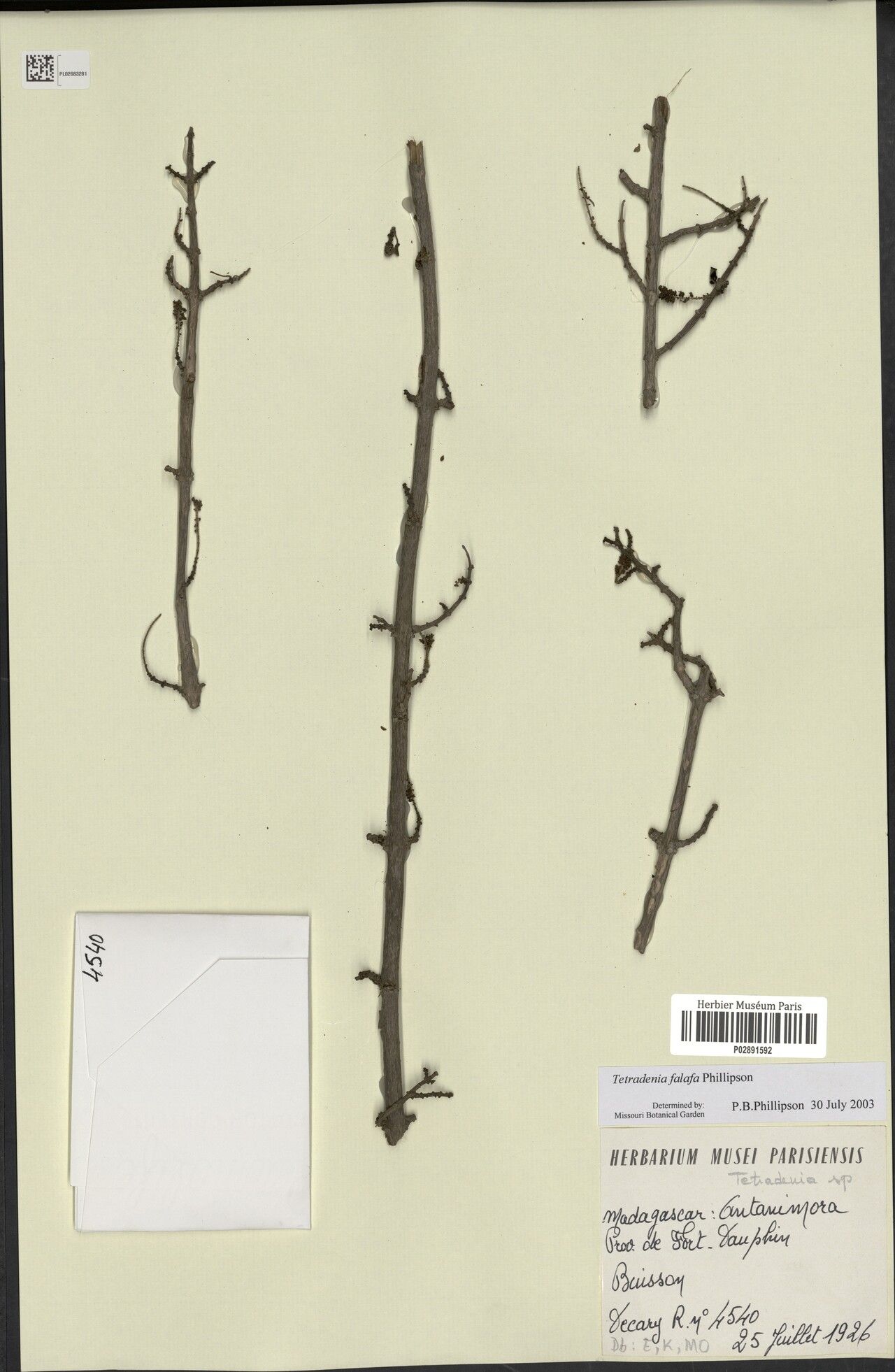 Tetradenia falafa — related species from the same genus