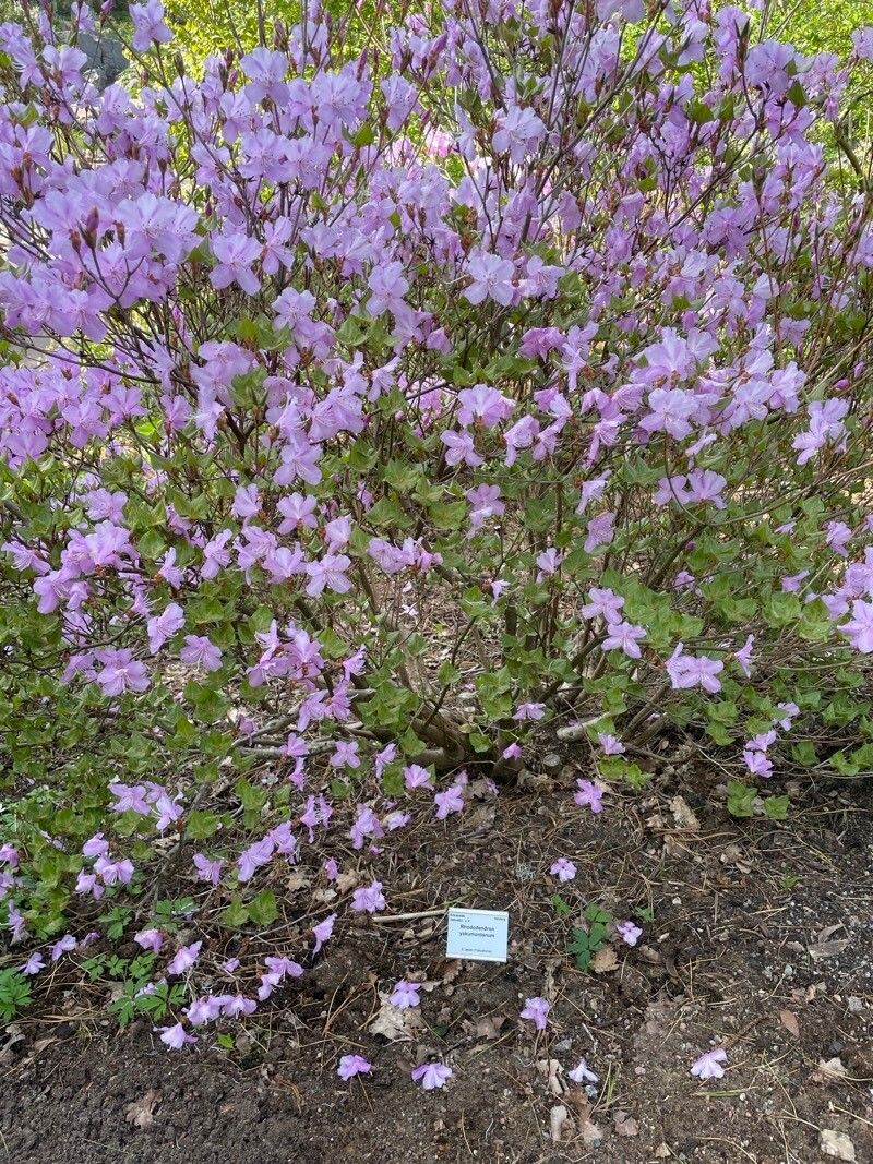Rhododendron yakumontanum habit