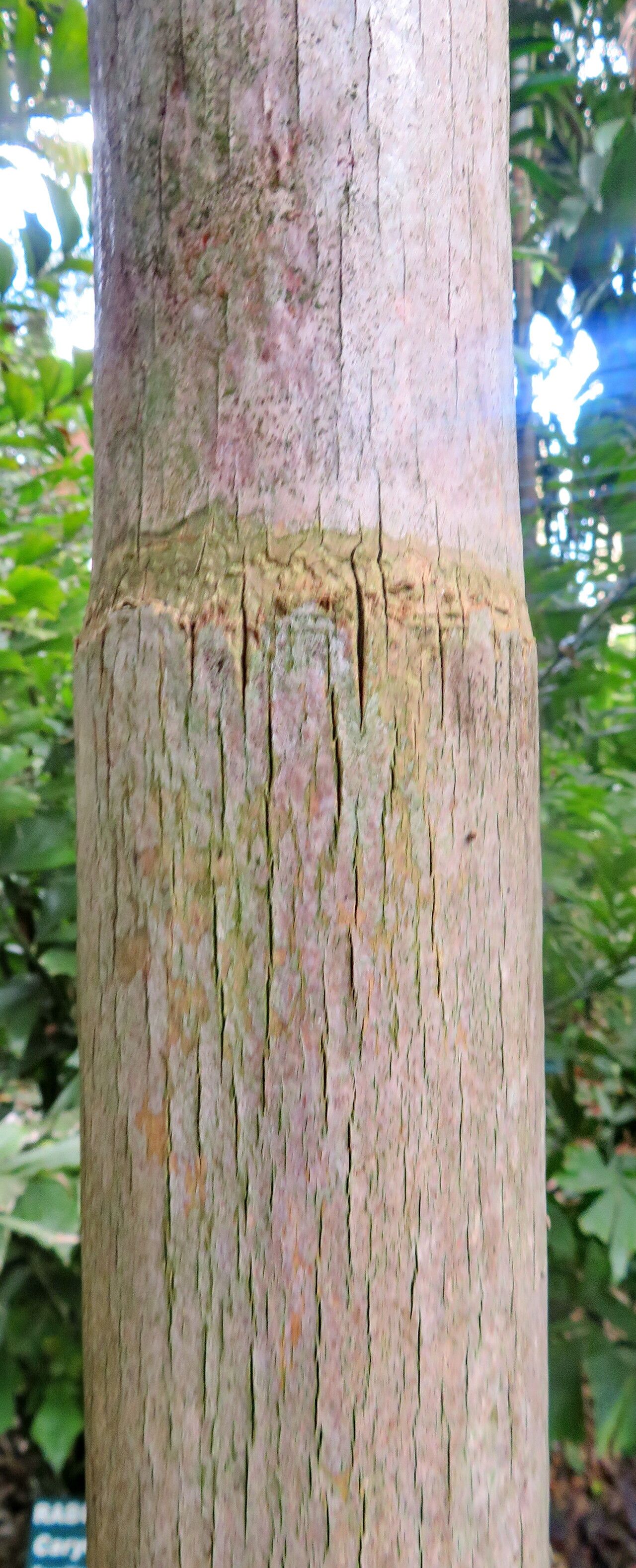 Syagrus smithii bark