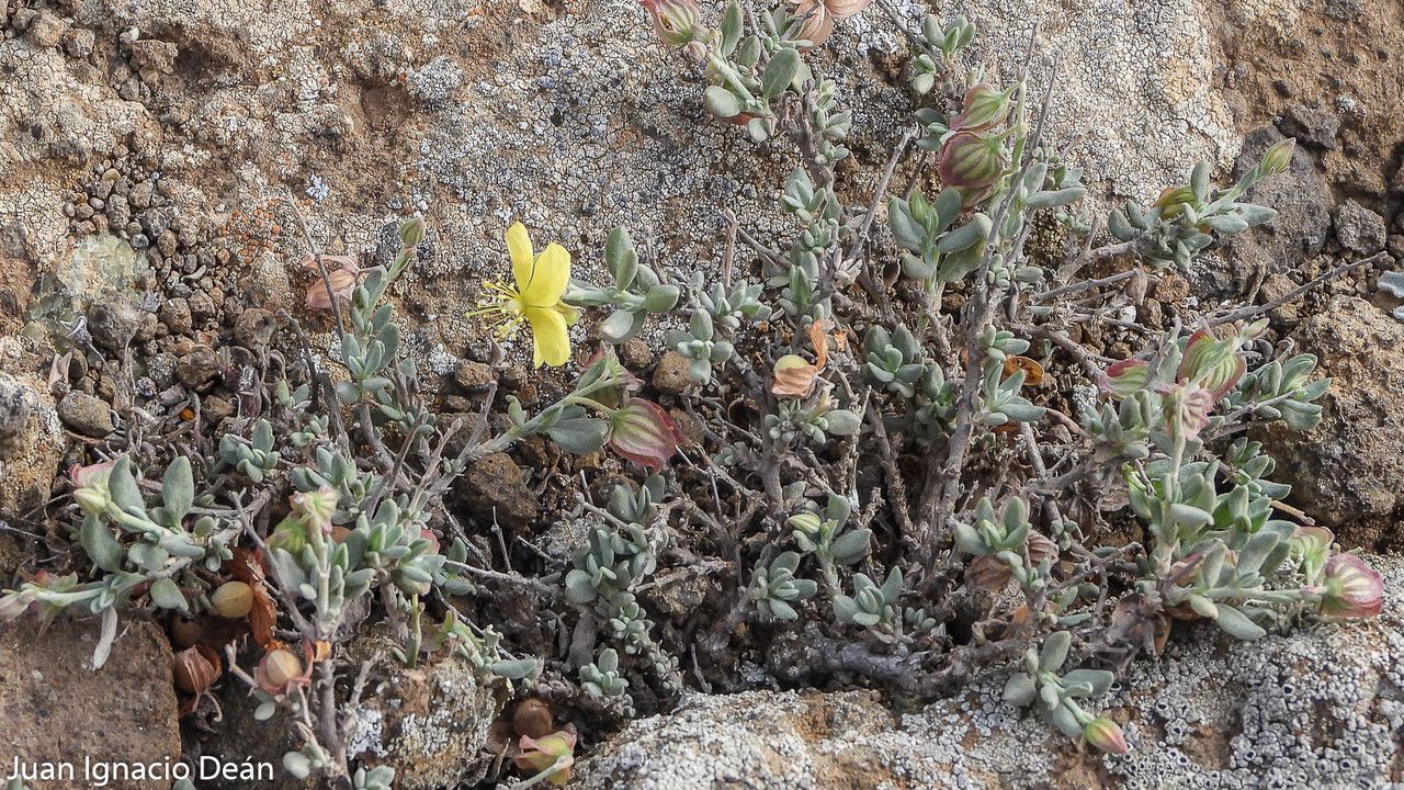 Andryala glandulosa flower