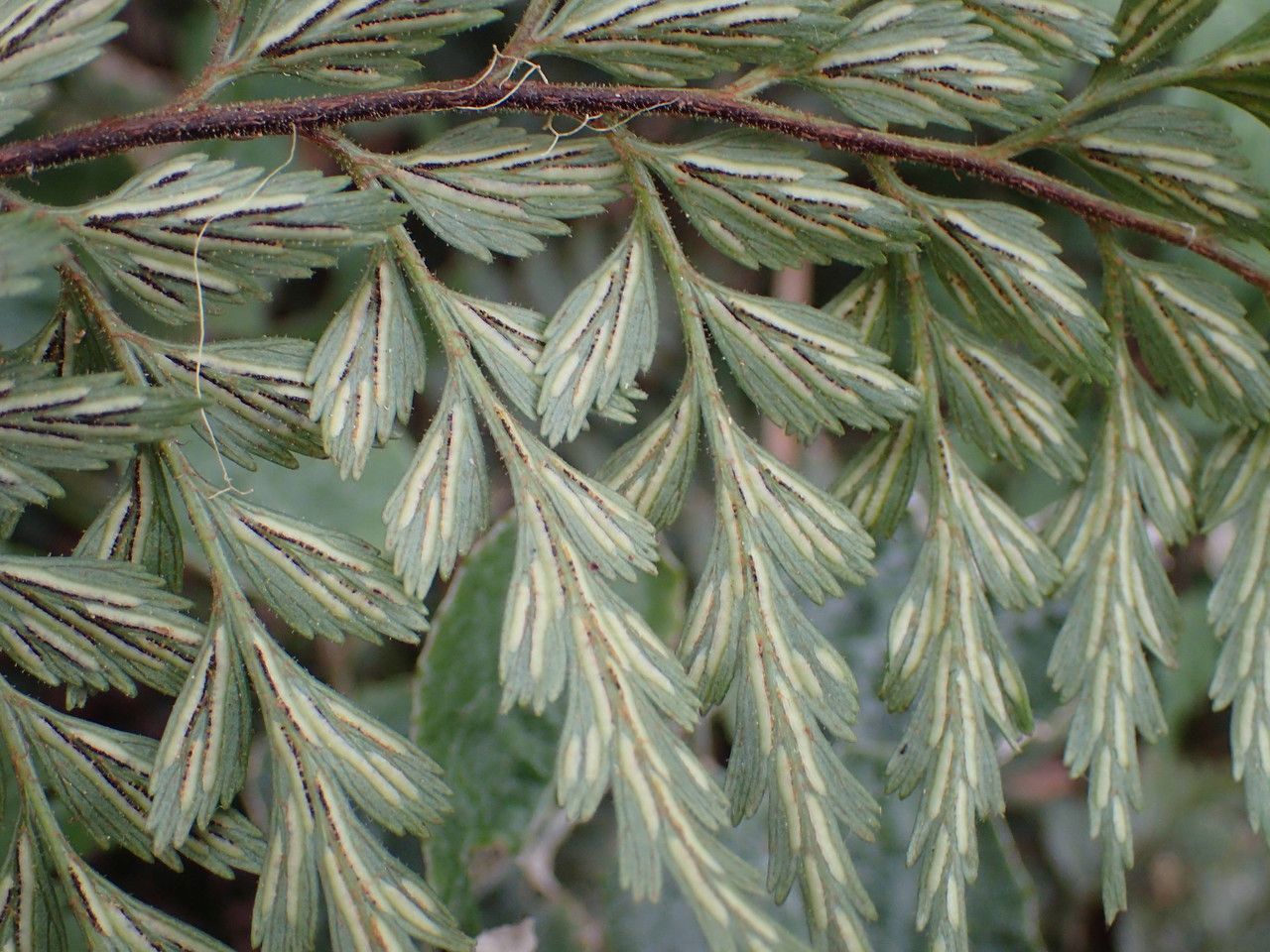 Asplenium sulcatum fruit