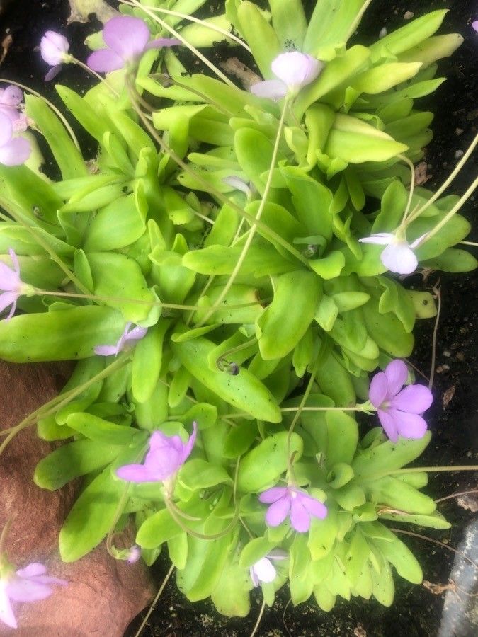 Pinguicula longifolia — houseplant care guide