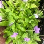 Pinguicula longifolia