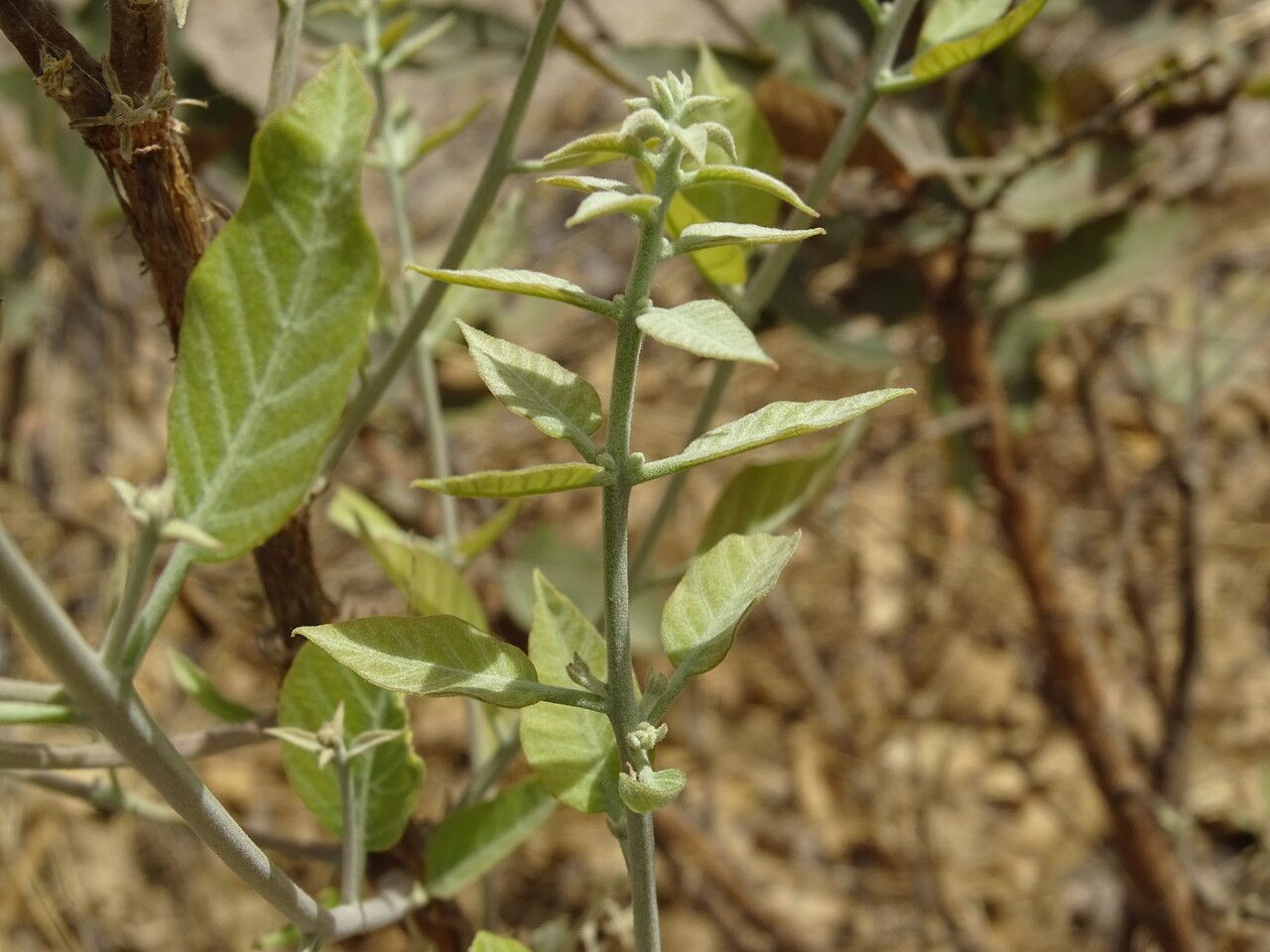 Withania somnifera — search result for 'Pakistan'