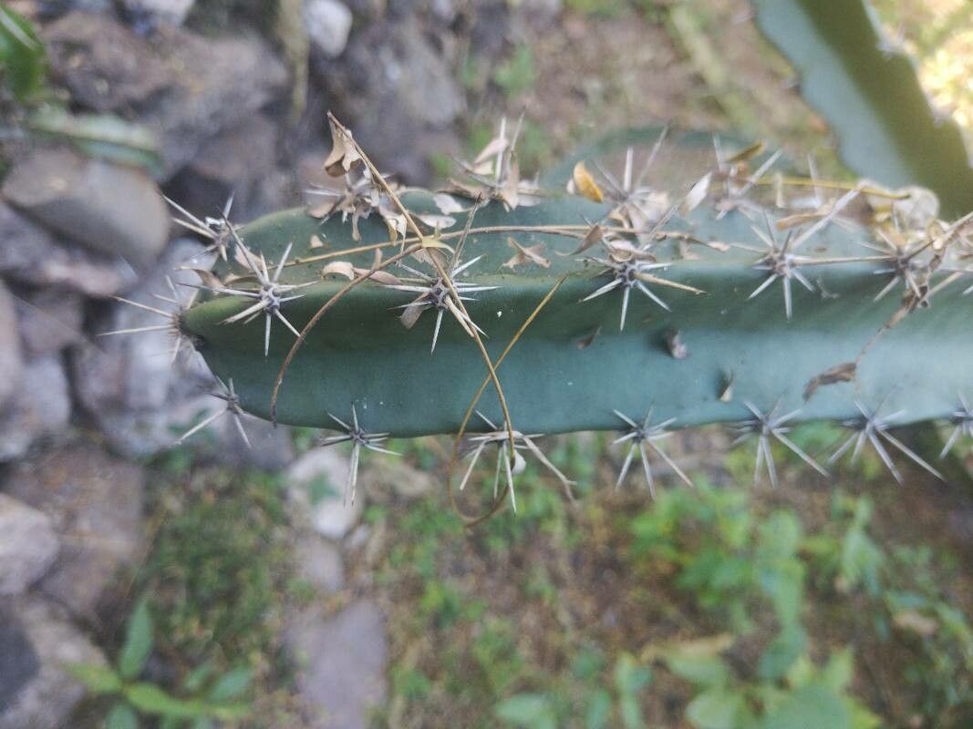 Acanthocereus chiapensis