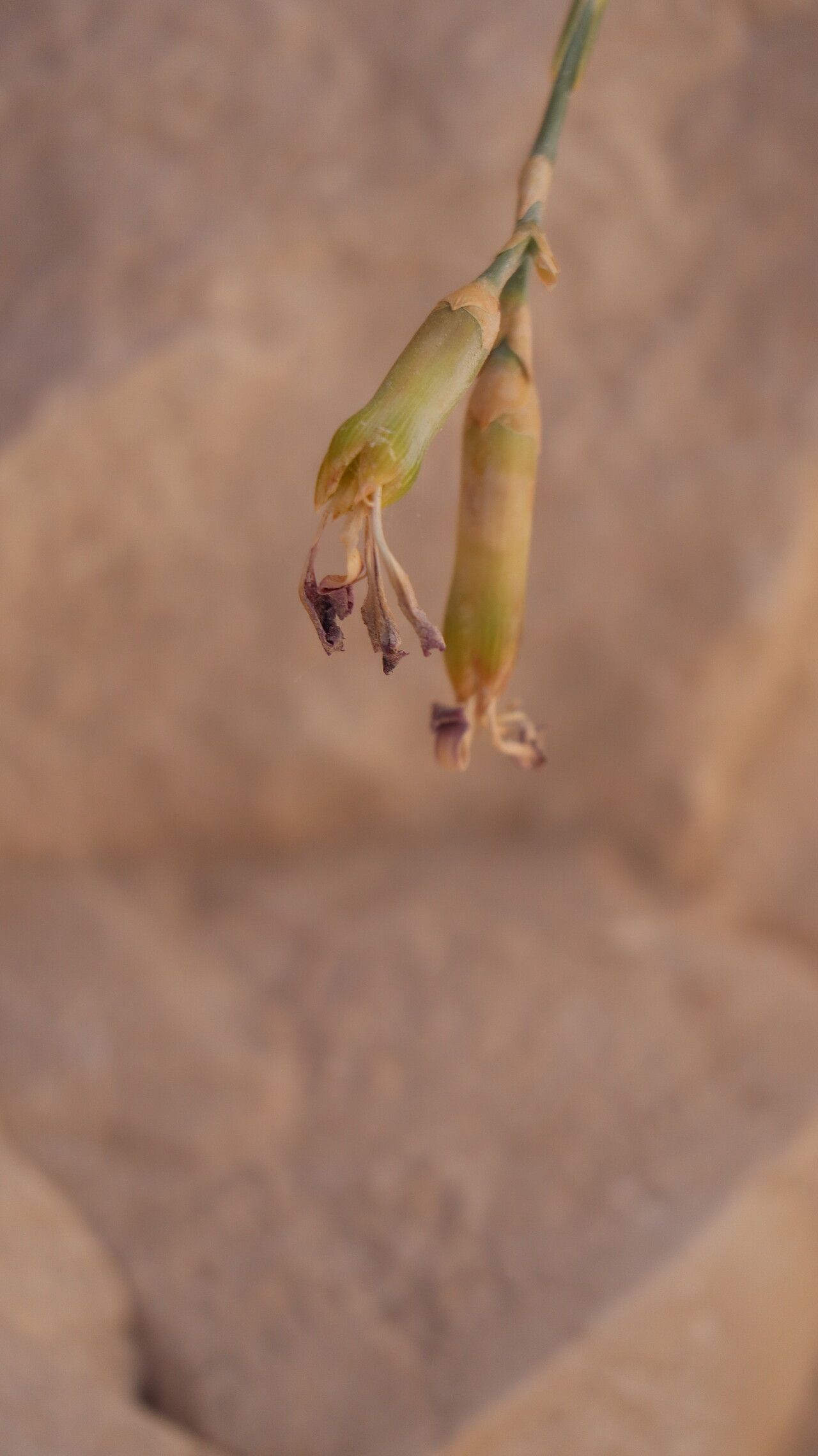 Dianthus virgineus fruit