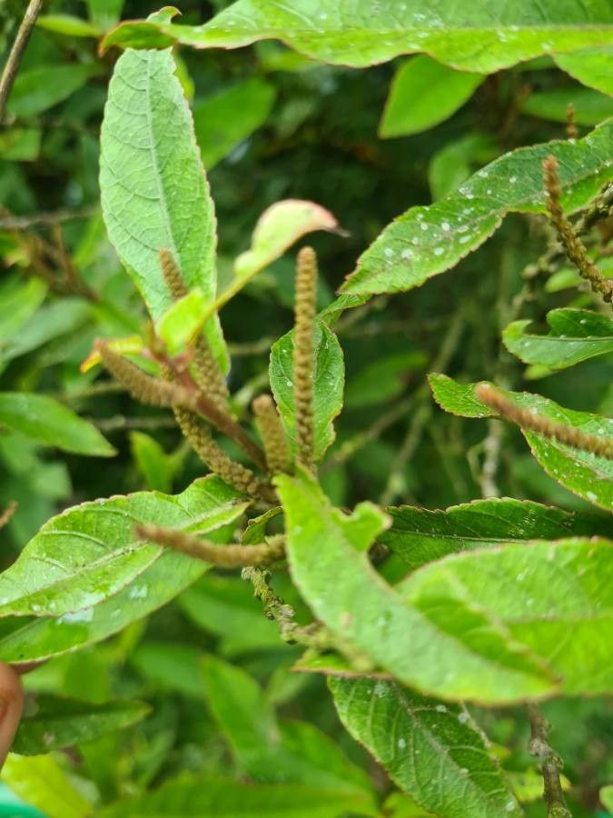 Acalypha integrifolia fruit