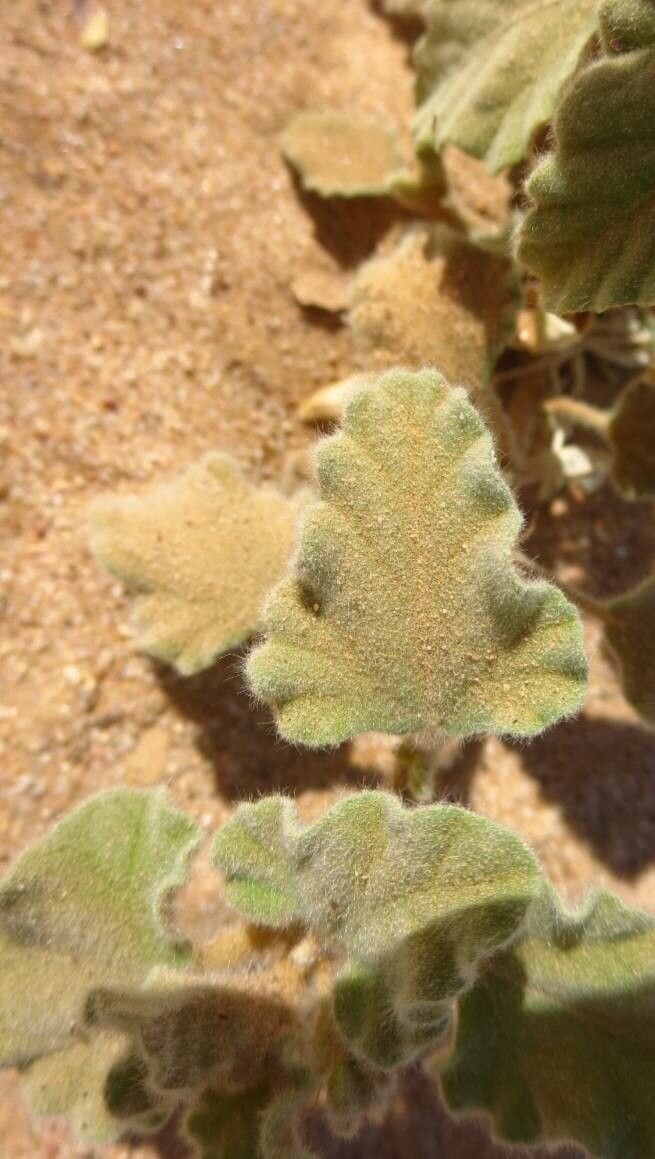 Chrozophora brocchiana — related species from the same genus
