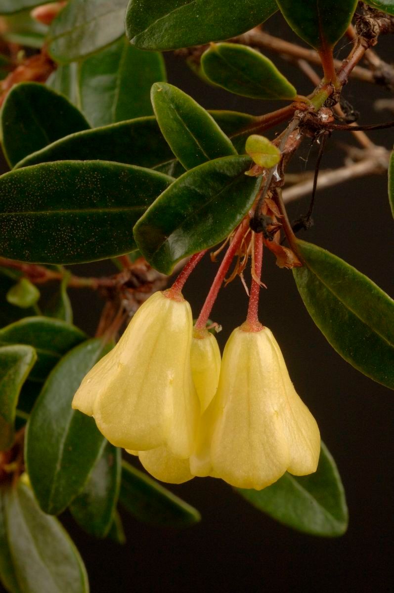 Rhododendron citrinum — houseplant care guide