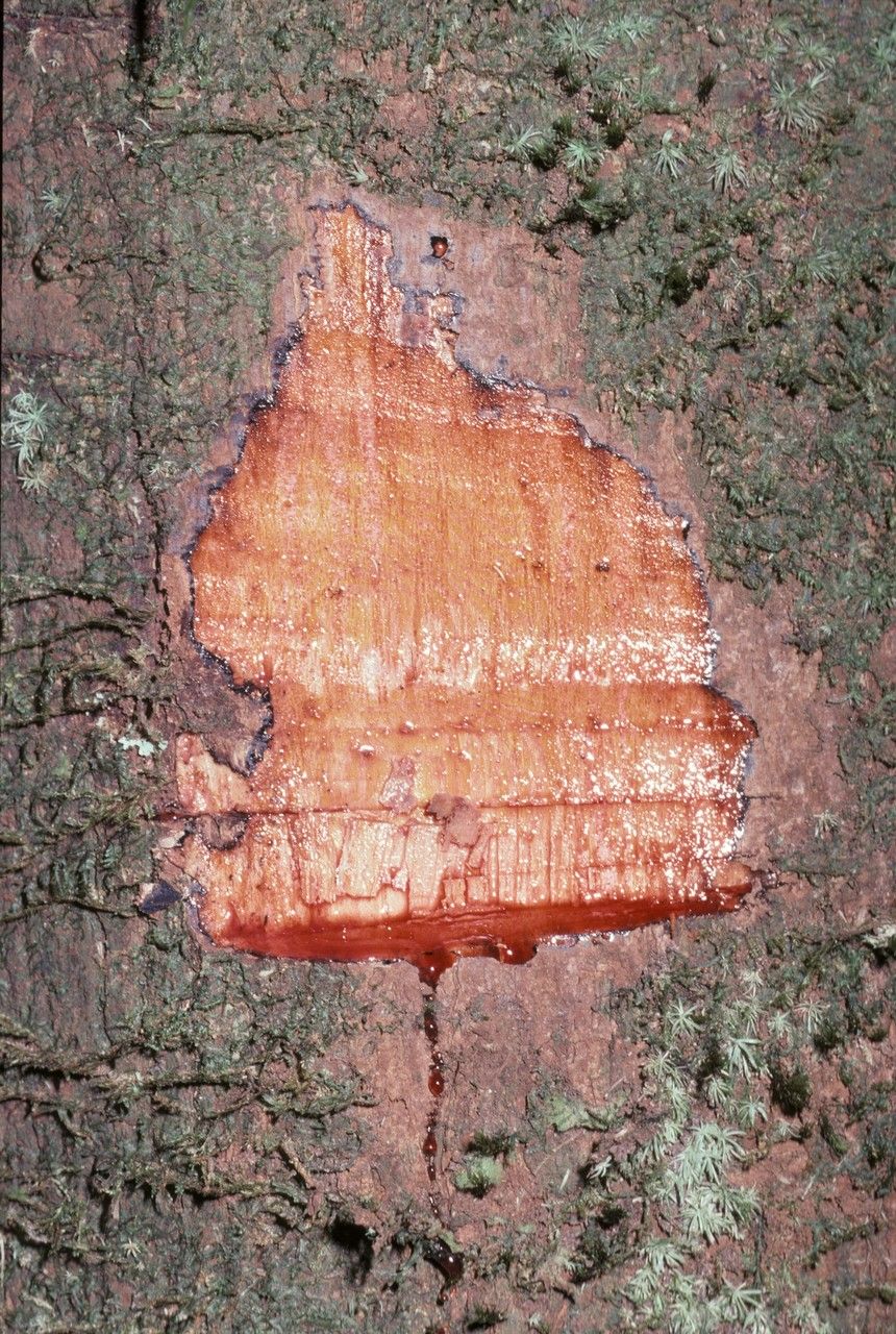 Virola michelii bark