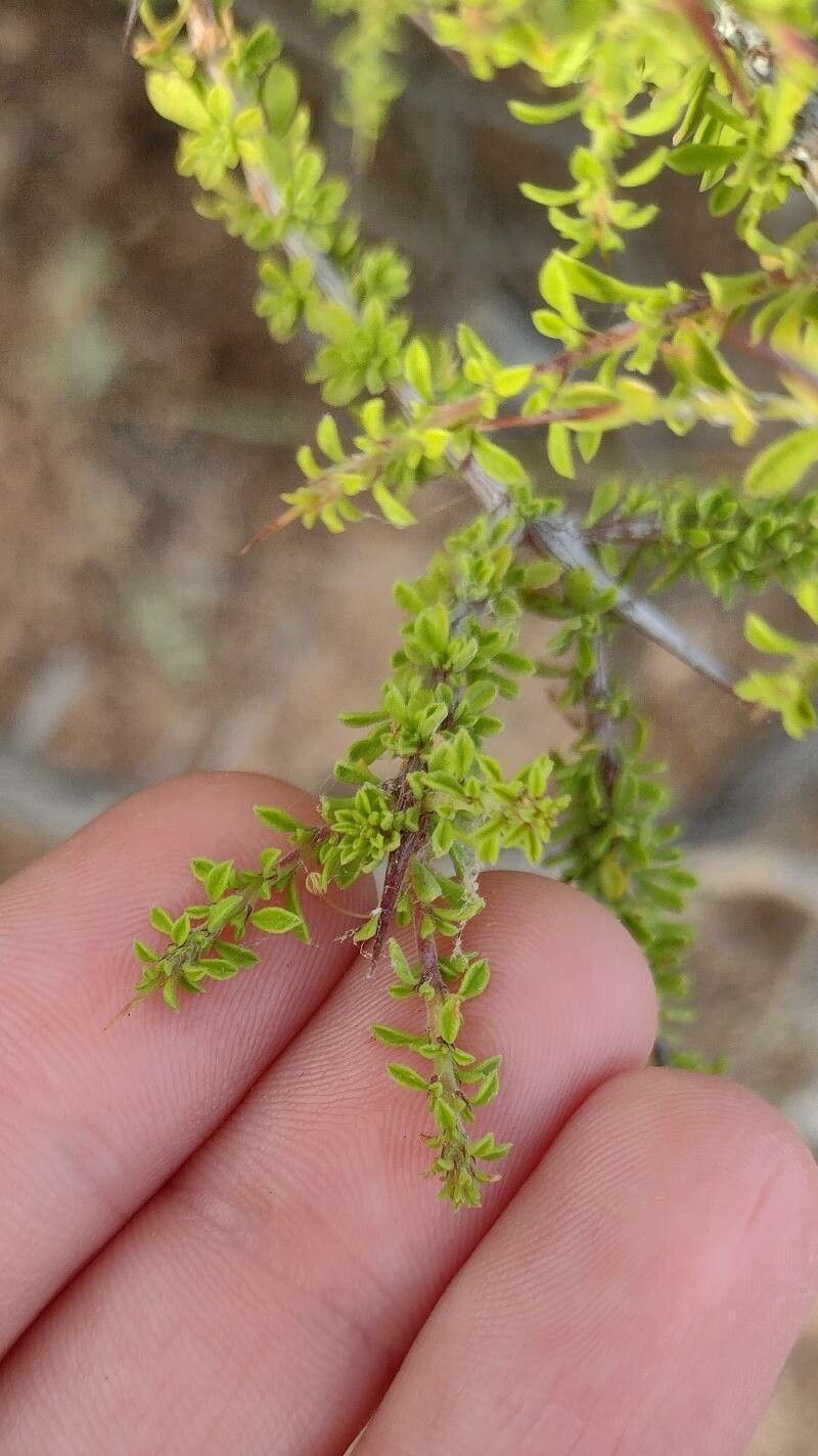 Condalia warnockii leaf