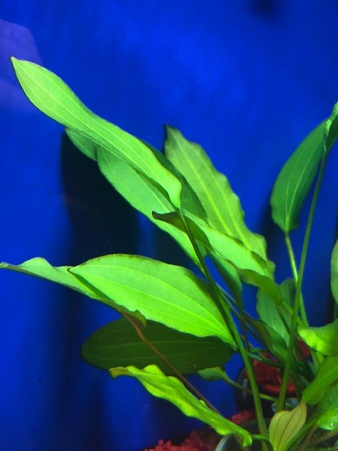 Echinodorus cordifolius leaf