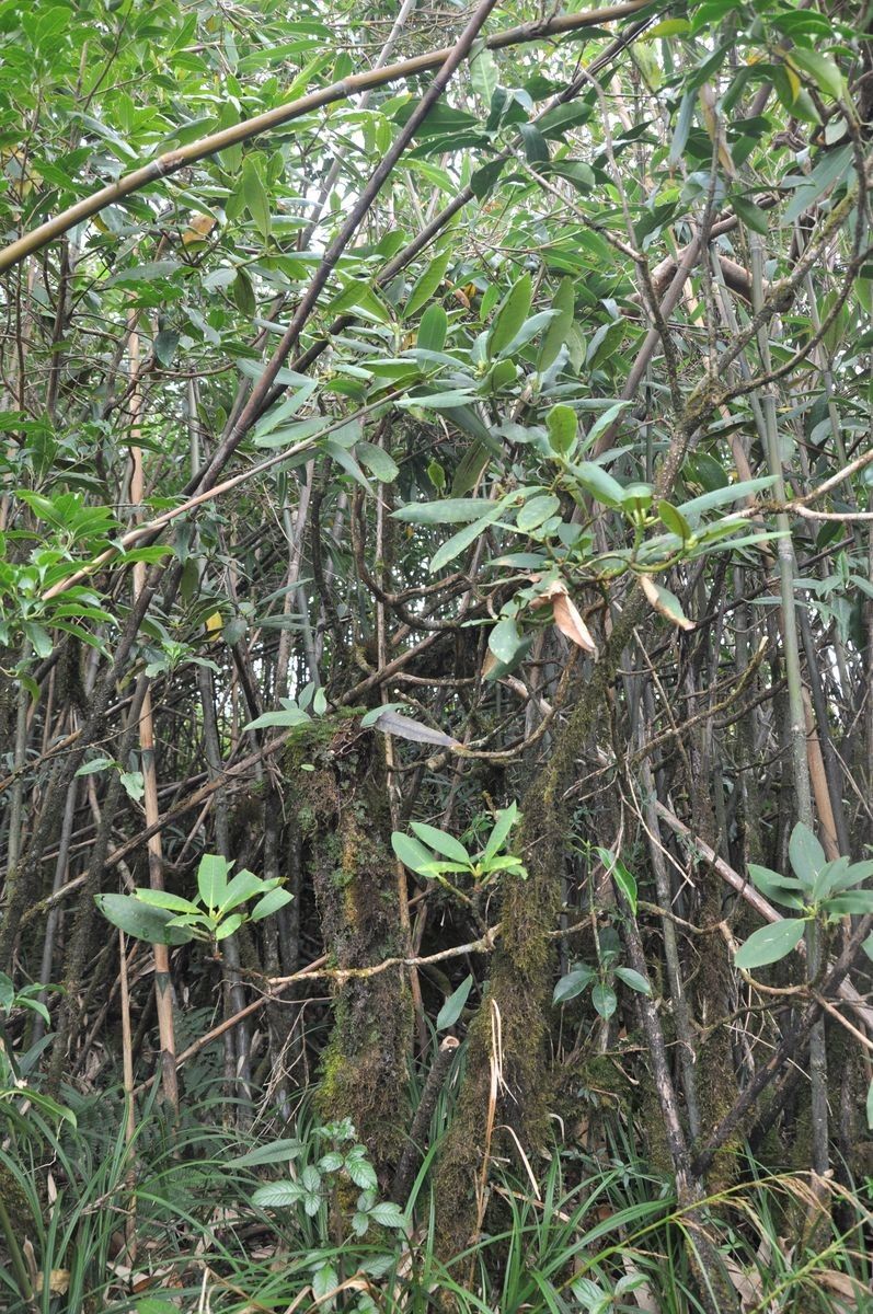 Rhododendron tanastylum habit