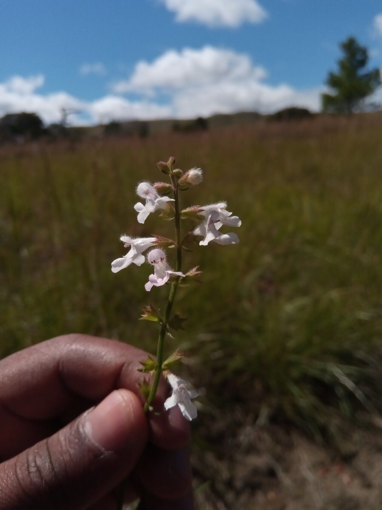 Stachys filifolia flower