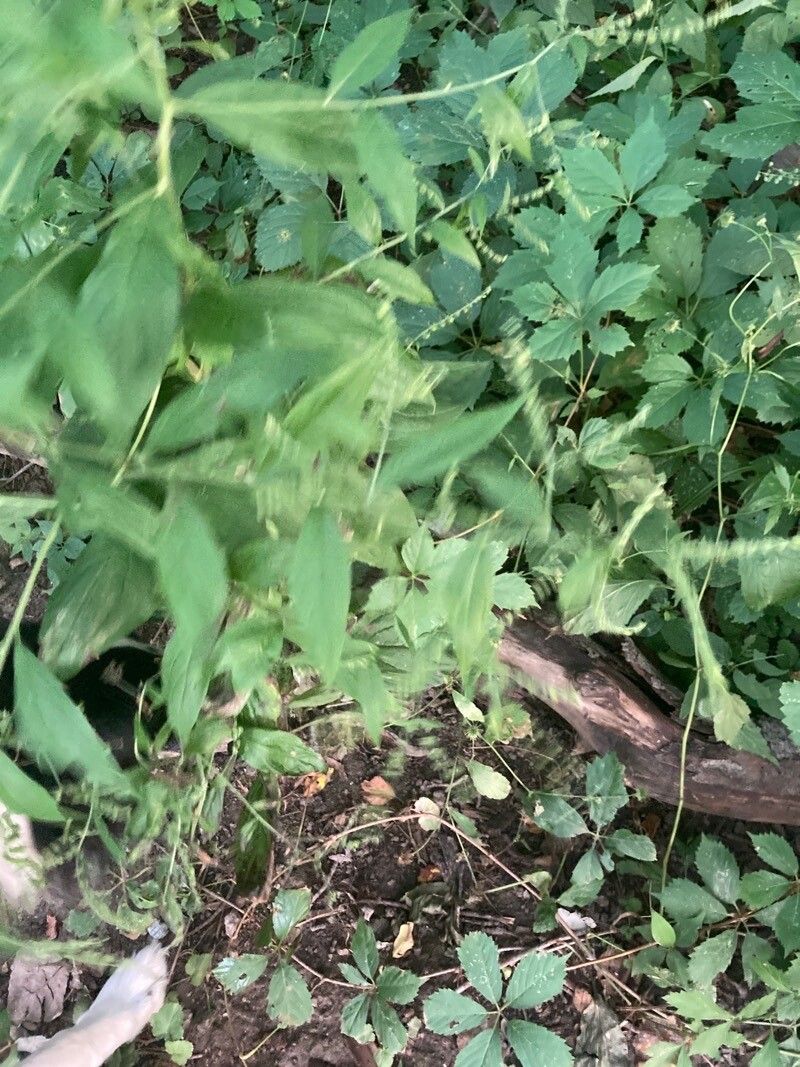 Solidago ulmifolia leaf