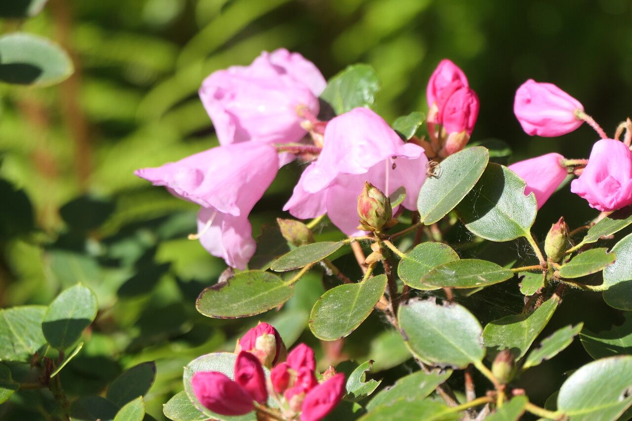 Rhododendron callimorphum flower