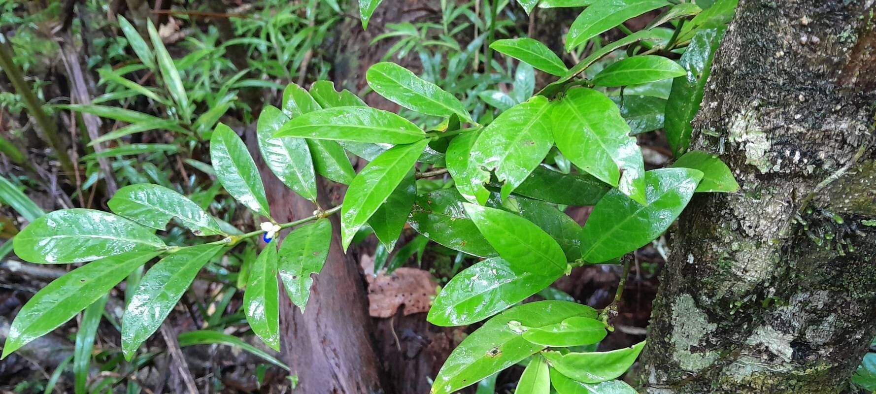 Saldinia proboscidea habit