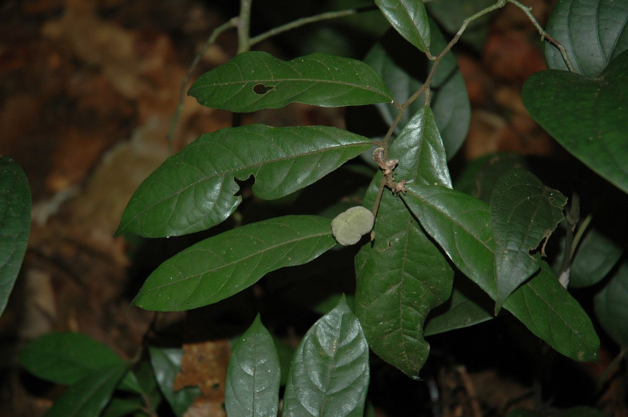 Dichapetalum gelonioides leaf