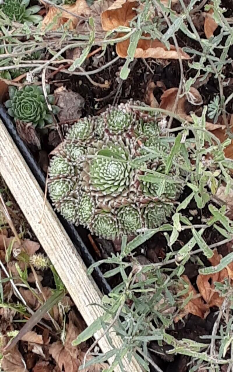 Sempervivum × barbulatum — search result for 'Sempervivum'