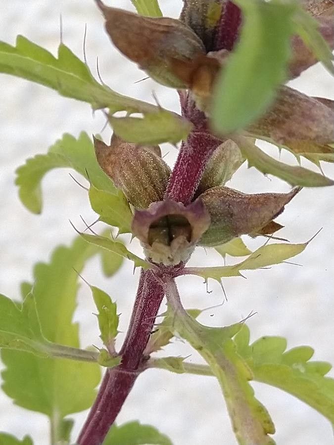 Dracocephalum moldavica fruit