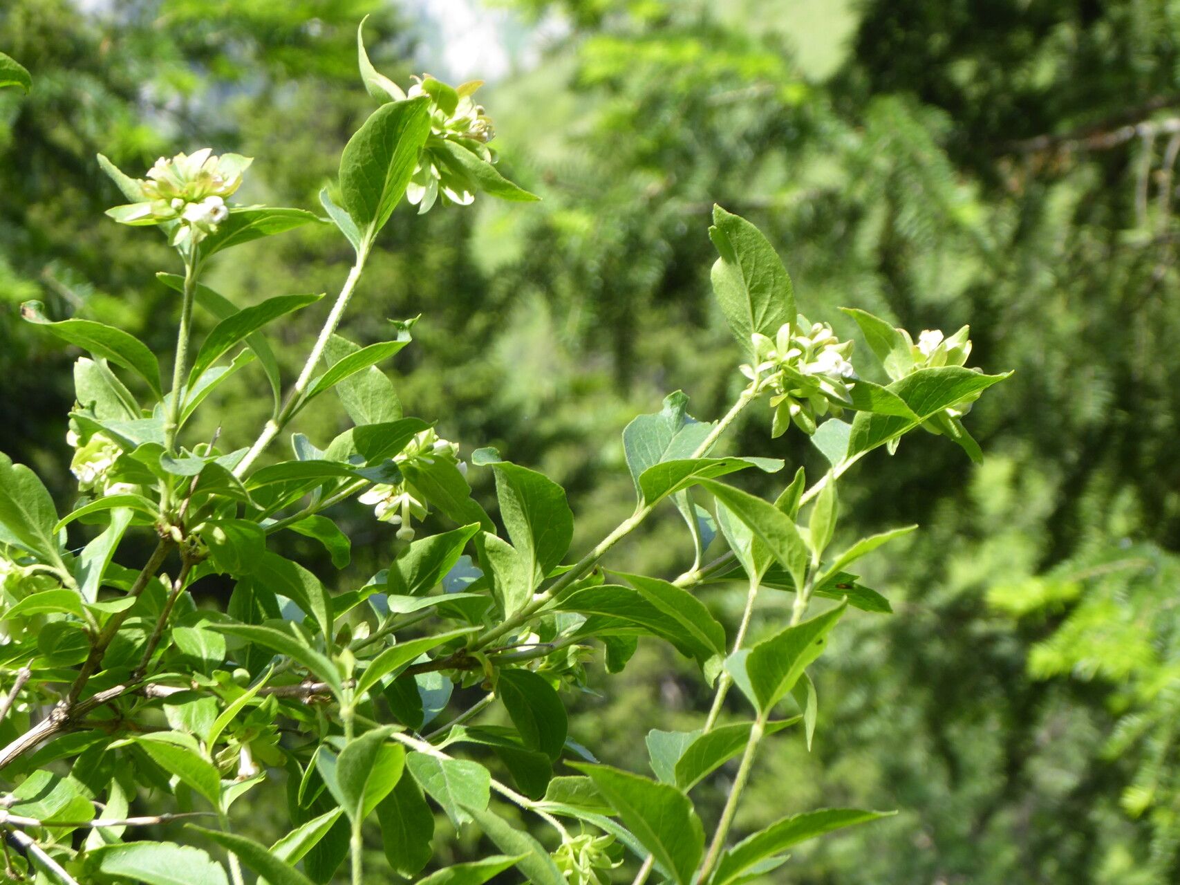 Zabelia corymbosa flower