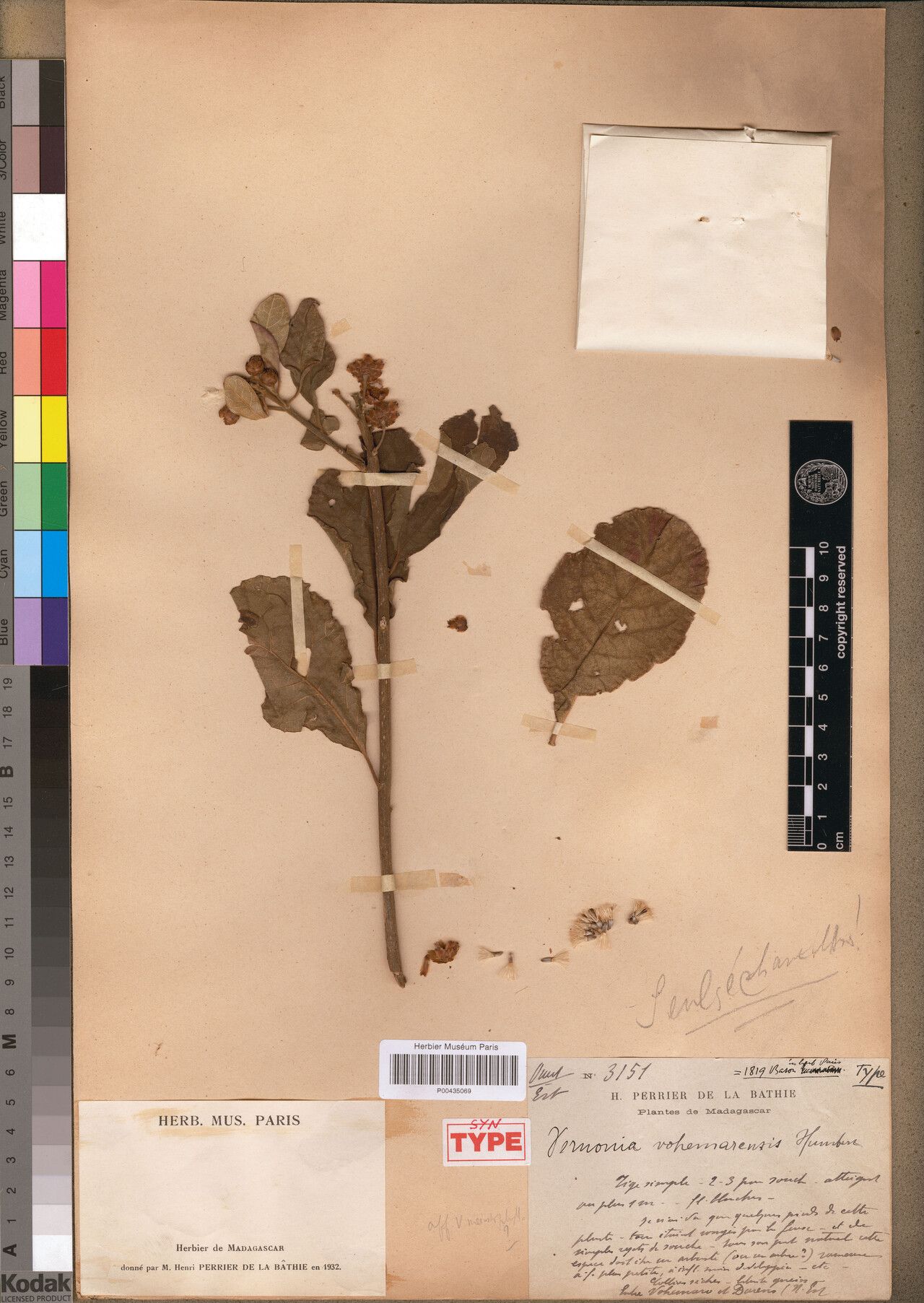 Vernonia vohemarensis — houseplant care guide