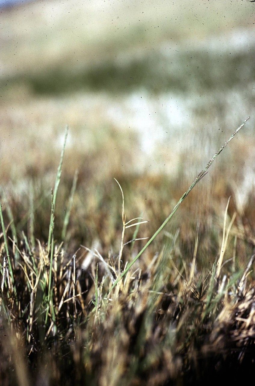 Puccinellia parishii — houseplant care guide